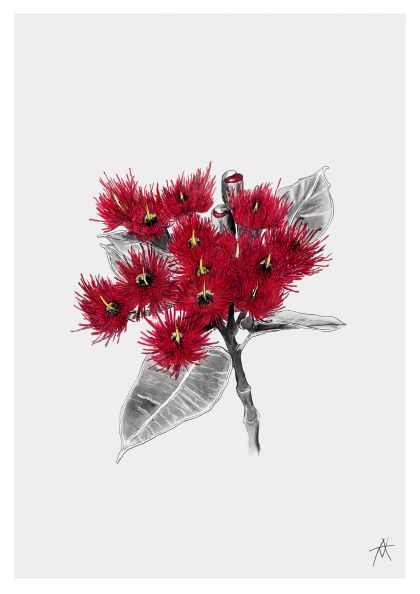 Illustration of a flowering plant with vibrant red blossoms and fine, spiky petals. The leaves are shaded in grayscale, providing a striking contrast to the vivid red flowers. Part of the Featured Artists Collection, this art print by fap is set against a plain white background, highlighting the plant's intricate details.