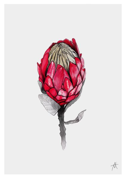 A detailed illustration of a single red Protea flower on its stem. The flower features layers of red, pink, and white petals with a textured central core. Part of the Featured Artists Collection, **Protea by Antony Makhlouf A4 Print** from **fap** has a plain light grey background that makes the vibrant colors stand out.