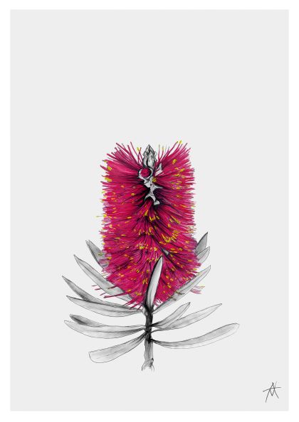 From the Featured Artists Collection, MEZ 204's "Bottlebrush by Antony Makhlouf 50x70cm" showcases a detailed illustration of a vibrant bottlebrush flower with bright pink, cylindrical bristles and small yellow stamens. The flower is attached to a slender stem with elongated grey leaves, set against a plain white background.