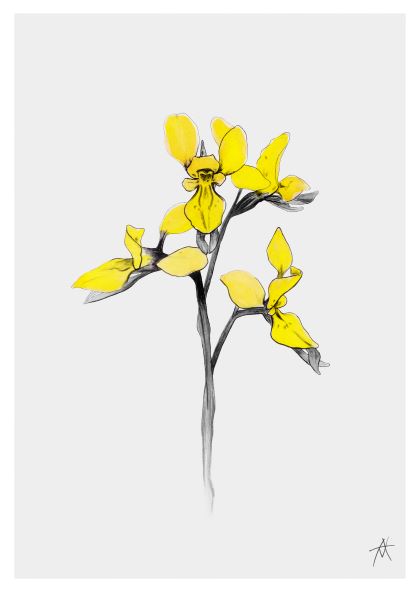 A minimalist illustration of three yellow flowers on a single stem with a few green leaves is elegantly showcased as an Art Print. The flowers have a delicate, simple design and are set against a plain white background. Printed on premium quality Matte Art Paper, the artist's signature adorns the bottom right corner. Introducing Bee Orchid by Antony Makhlouf 50x70cm, brought to you by MEZ 207.