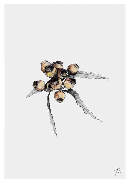 A minimalist drawing of a cluster of eucalyptus seed pods with two elongated leaves. The seed pods are rendered in soft shades of brown, and the leaves are depicted in shades of green and gray. This Gumnuts by Antony Makhlouf A4 Print by fap features a plain white background, emphasizing the botanical subject.