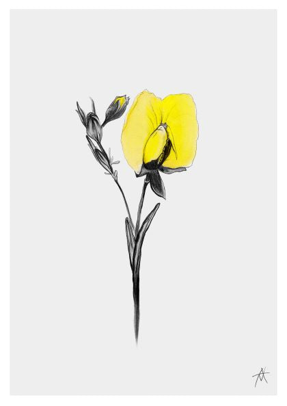 A delicate, hand-drawn illustration of a yellow flower with a single bloom and a few buds on a pale gray background. The stem and leaves are rendered in thin black lines, contrasting with the softly colored petals. Part of the Featured Artists Collection, it’s printed on high quality 250gsm Satin Paper, with an artist's signature in the lower right corner. This is the "Wedge Pea by Antony Makhlouf A4 Print" from fap.
