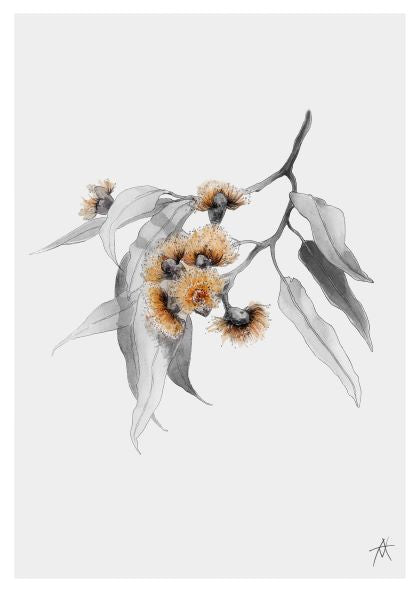 A minimalist illustration by Antony Makhlouf of a eucalyptus branch with leaves and round, fluffy flower clusters. The leaves are gray, and the flowers are detailed in shades of orange and brown against a light gray background. Part of the MEZ 202 Featured Artists Collection, "Eucalyptus by Antony Makhlouf 50x70cm" includes the artist's signature in the bottom right corner.
