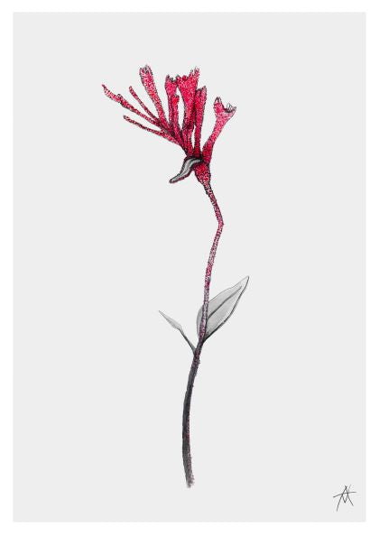 A minimalist illustration of a single red flower with slender petals and two elongated leaves on a gray stem. The background is white. Part of the Featured Artists Collection, Kangaroo Paw by Antony Makhlouf A4 Print from fap features the artist Antony Makhlouf’s initials "AK" in the lower right corner.