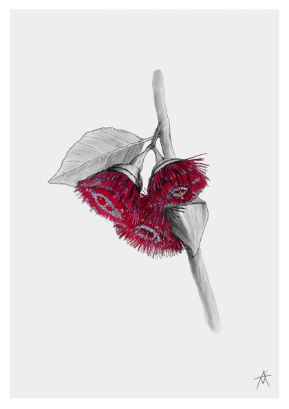 A pencil drawing by Antony Makhlouf showcases a branch with a cluster of unique red flowers and two green leaves. The flowers have dense, brush-like petals, and the shading on the branch adds depth to the image. Part of the Featured Artists Collection, this Gumnut Bloom by Antony Makhlouf A4 Print from fap stands out against a plain white background.