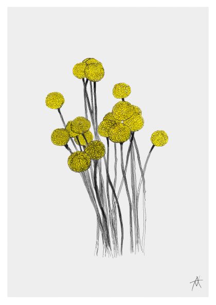 A minimalist Art Print illustration of several yellow billy ball flowers with thin, black stems against a light grey background. Part of the Featured Artists Collection, this piece by Antony Makhlouf includes his signature, "AK," in the bottom right corner. The artwork is titled **Billy Button by Antony Makhlouf 50x70cm** and is part of the **MEZ 205** brand.