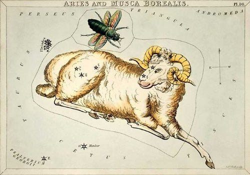 An illustration of the Aries constellation as a ram with prominent horns, depicted with stars marking the constellation's shape. Above the ram is a large, detailed image of a bee labeled as Musca Borealis. Surrounding constellations are labeled and marked with stars. Perfect for an Astrology Themed Art Print in your Decor Series Collection—introducing the Vintage Zodiac 14x19.5cm Aries by Blue Dog Posters.