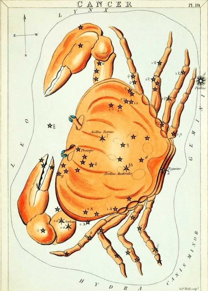 An illustrated star map of the Cancer constellation depicted as a crab. The crab is orange and detailed with labeled stars and celestial coordinates. Surrounding constellations, Leo and Gemini, are faintly marked on either side. This beautiful art print, Vintage Zodiac 14x19.5cm Cancer by Blue Dog Posters, is perfect for your astrology-themed decor series.