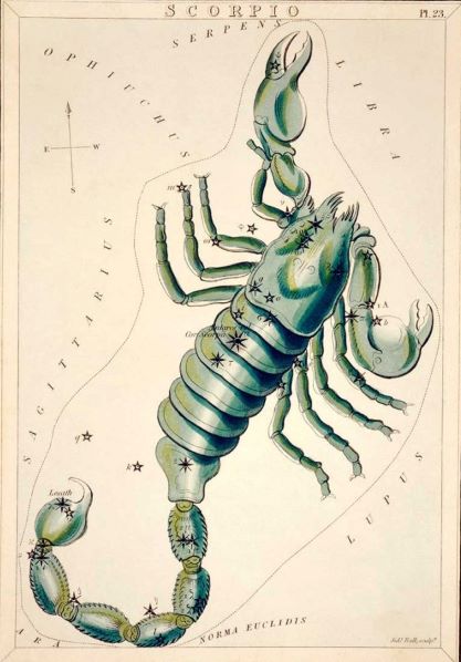 The Vintage Zodiac 14x19.5cm Scorpio by Blue Dog Posters is an astrology-themed, antique illustration featuring the Scorpio constellation depicted as a greenish-blue scorpion. The detailed drawing includes celestial features with star positions marked and labeled, and is surrounded by labels for neighboring constellations and coordinates—perfect for a small decor series.