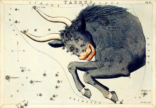 Vintage astronomical illustration of the Taurus constellation. The Blue Dog Posters Vintage Zodiac 14x19.5cm Taurus features a stylized bull with prominent horns. Various stars and their names are marked around and within the bull, forming the constellation pattern on premium quality matte art paper.