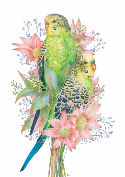 Budgies by Kayla Reay 40x50cm by GAL191 features two green and yellow budgerigars perched on pink flowers and leafy branches, illustrated in a delicate, detailed style on a white background.
