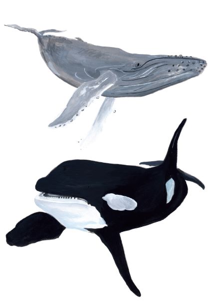 Illustration of two whales: a gray sperm whale at the top and a black and white orca below it, both swimming in the same direction. This piece, "Sperm Whale and Orca by Simone Hale A5," is part of fap's Little Art series, perfect for mini prints or deluxe postcard frames.
