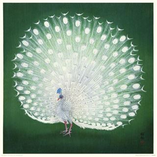 The "Ohara Koson Peacock" by Blue Dog Posters features a detailed illustration of a white peacock, showcasing its fully fanned tail with numerous eye-like patterns. The background is a rich, dark green, highlighting the peacock's intricate and delicate feather details. This exquisite piece is available as a premium quality Matte Art Paper Nature Photography Art Print.