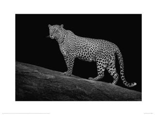 Black and white photograph featuring a leopard standing on a rocky ledge against a dark background. The leopard's fur pattern is clearly detailed, and it gazes intently to the left. Part of the Large Decor Series, this Nature Photography Art Print titled "Mario Moreno Serengeti Leopard" by Blue Dog Posters captures the grace and strength of this majestic predator.