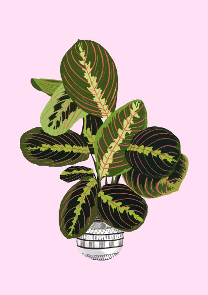 Illustration of a potted Prayer Plant in a white pot, featuring vibrant green leaves with distinct pink veins. Set against a solid pink background, this piece is part of the Little Art series by fap and is perfect for small spaces.