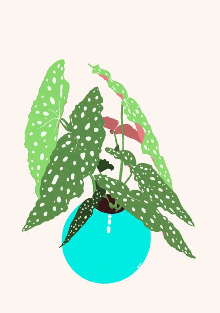 Illustration of green spotted Begonia Maculata leaves extending from a vibrant blue round pot, against a beige background. The combination creates a visually appealing composition, perfect for Little Art displays or outfitting Deluxe Postcard Frames by A5.