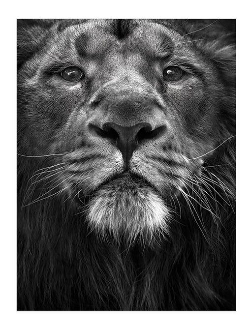 Close-up black-and-white photograph of a lion's face. The lion's expressive eyes, whiskers, and detailed mane create a striking and intense composition. This Marina Cano The King by Blue Dog Posters captures the majestic and powerful presence of the lion on premium quality matte art paper.