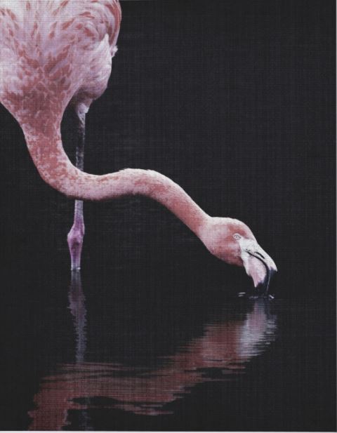 The "Tropical Flamingo" by Blue Dog Posters captures a pink flamingo with its head lowered, beak touching the water as it drinks from a dark, reflective surface. The bird's long neck is gracefully curved, and the dark background highlights the vibrant color of its feathers and the serene action of drinking—an exquisite piece of art for sale.