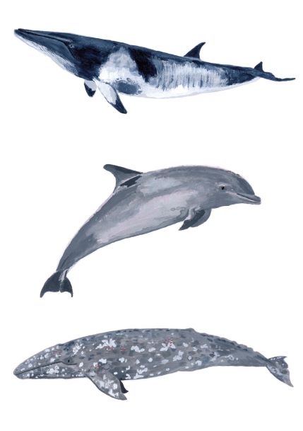 The Whales and Dolphin by Simone Hale A5 print from fap beautifully showcases three aquatic creatures: a sleek blue and white whale at the top, a grey, curved dolphin in the center, and a speckled grey whale at the bottom. Each animal is depicted in profile, swimming to the right. This piece is perfect for Deluxe Postcard Frames or as Mini prints.