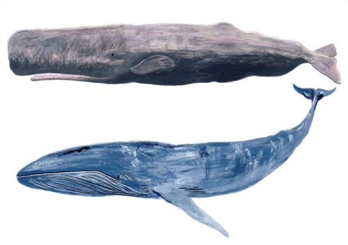 Illustration of two whales: the top whale is gray with a bulky head, resembling a sperm whale, and the bottom whale is blue and more streamlined, symbolizing a blue whale. The artwork titled "Sperm and Blue Whale by Simone Hale A5" from fap captures oceanic majesty beautifully. Ideal for mini prints or showcasing in deluxe postcard frames.