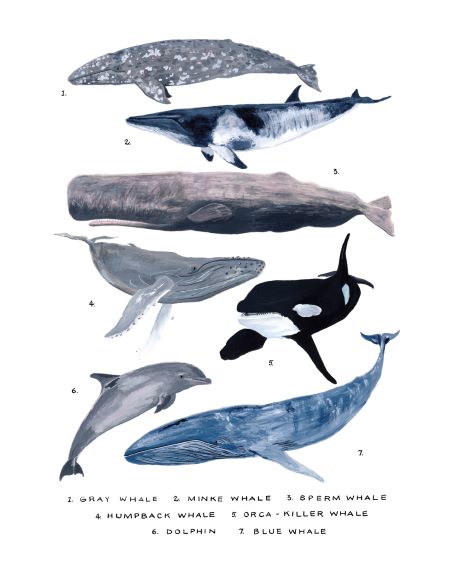 The Simone Hale - Whales Numbered Study from Blue Dog Posters features an illustration that showcases seven types of whales and dolphins labeled by number: 1. Gray whale, 2. Minke whale, 3. Sperm whale, 4. Humpback whale, 5. Orca/Killer whale, 6. Dolphin, and 7. Blue whale, all drawn in realistic detail on premium quality 200gsm Matte Art paper.