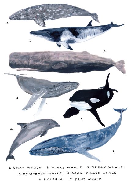 The "Whales Study Numbered" by Simone Hale, part of the fap collection, features a meticulously illustrated lineup of seven distinct whale species. From top to bottom: Gray Whale, Minke Whale, Sperm Whale, Humpback Whale, Orca (Killer Whale), Dolphin, and Blue Whale—all clearly numbered and labeled on premium quality 250gsm Satin.