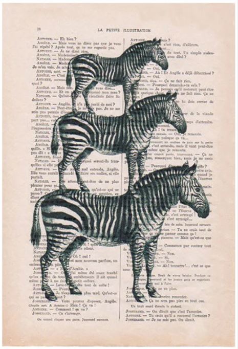 An illustration of three zebras stacked vertically, one on top of the other, is printed on a page of an antique French book. The zebras, drawn in a realistic style by a French artist, have their black and white stripes contrasting with the text background. This artwork is available as the **ABP Antique Book Print 15 x 21cm Zebra**.