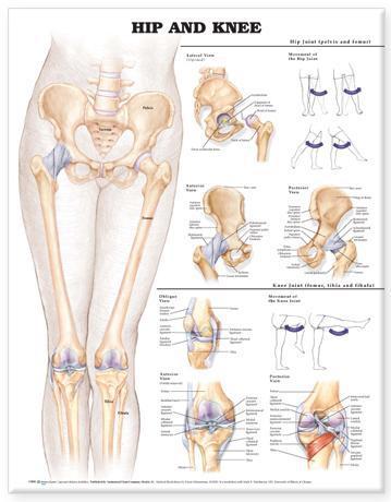 Hip and Knee Large - Anatomy Charts