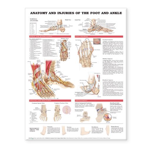 Anatomy and Injuries of Foot and Ankle Large - Anatomy Charts
