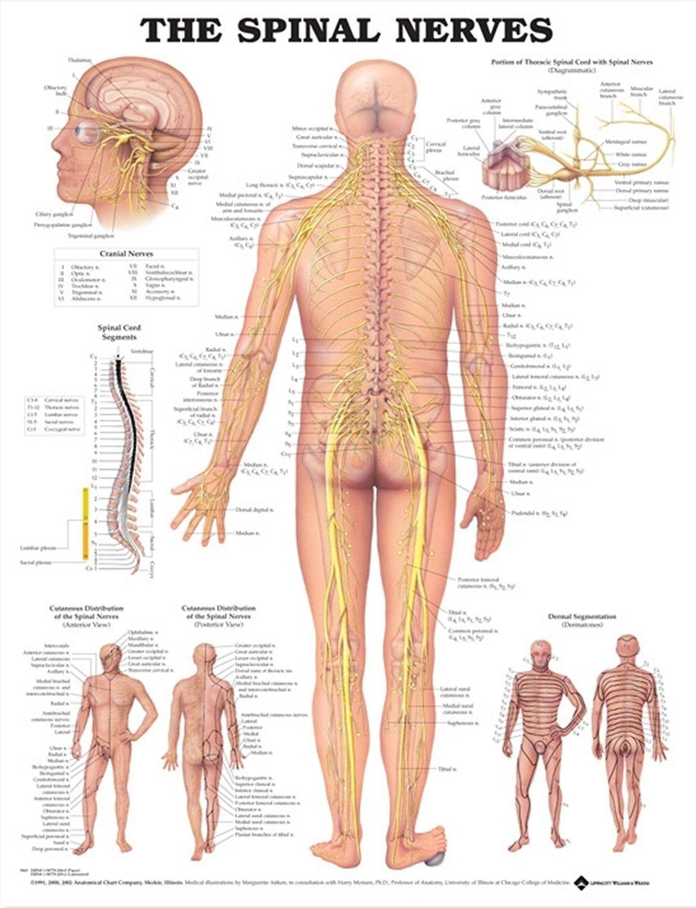 The Spinal Nerves Large - Anatomy Charts