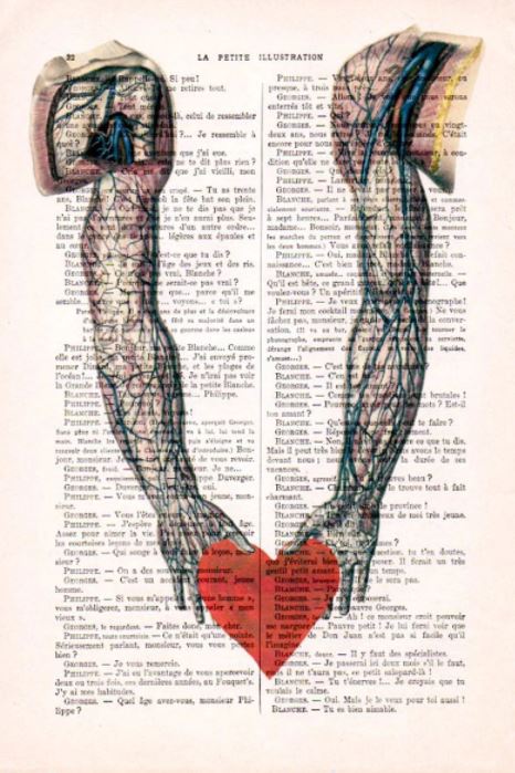 The Antique Book print 15x21cm Hands Heart by fap features an anatomical illustration of two arms connected at the hands by a red heart, overlaid on pages from antique French books. The detailed illustrations showcase the muscles, veins, and arteries of the arms, merging scientific imagery with a distinctive textual background.