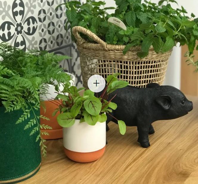 A collection of plants in decorative pots arranged on a wooden surface. There is a small green plant in a white and terracotta pot, a fern in a green pot, and a woven basket with mint. Among the plants, there is also a Blue Dog Posters' Pig Money - Black made of resin with coin access.
