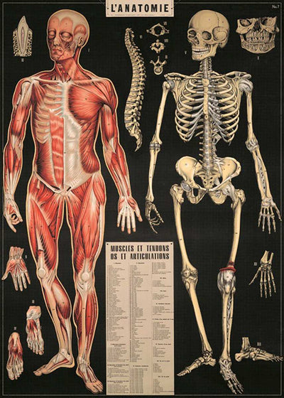 The "LAnatomie Poster Wrap" from Blue Dog Posters resembles a vintage poster, showcasing detailed illustrations of the human muscular system (left), skeletal system (right), and smaller images of hands, skulls, and feet. Printed on archival paper, it features a list labeled "MUSCLES ET TENDONS OS ET ARTICULATIONS" below the main diagrams.