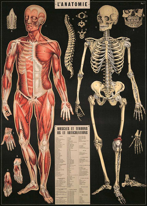 The "LAnatomie Poster Wrap" from Blue Dog Posters resembles a vintage poster, showcasing detailed illustrations of the human muscular system (left), skeletal system (right), and smaller images of hands, skulls, and feet. Printed on archival paper, it features a list labeled "MUSCLES ET TENDONS OS ET ARTICULATIONS" below the main diagrams.