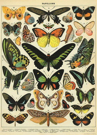 A vintage illustration titled "Butterflies Poster Wrap" displays various butterfly species. Each butterfly is labeled with a number corresponding to its species name listed below. Printed on Italian archival paper, this colorful Blue Dog Posters creation showcases diverse wing patterns and colors, from bright greens to deep reds.