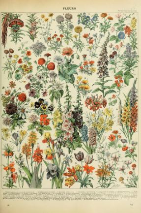 The "Fleurs" poster by ALT 062 features a vintage botanical illustration of vibrant blossoms, leaves, and stems—each numbered—artfully arranged on a cream background for a charming flora-themed decor piece.