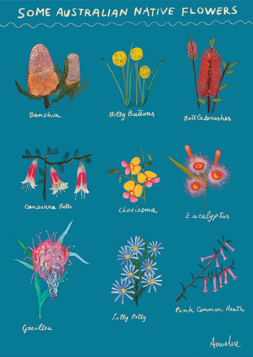 The "Native Aussie Flowers" chart by Annalisa Biancardi from Blue Dog Posters is illustrated on a blue background, featuring labeled drawings of Banksia, Billy Buttons, Bottlebrushes, Correa Bells, Chorizema, Eucalypts, Grevillea, Lilly Pilly, and Pink Common Heath.