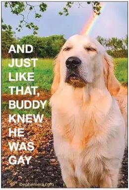 The Just Like That Buddy Knew Magnet by Blue Dog Posters features a golden retriever with a rainbow and funny text—perfect for animal lovers or to add humor to any fridge or rectangular magnet collection.