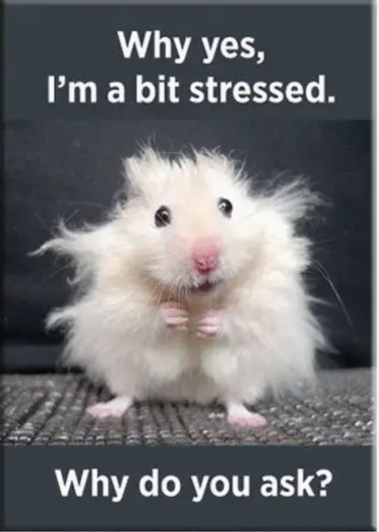 A fluffy white hamster with messy fur stands on its hind legs, wide-eyed. The Stressed Hamster Magnet by Blue Dog Posters features the text: “Why yes, I’m a bit stressed. Why do you ask?”.