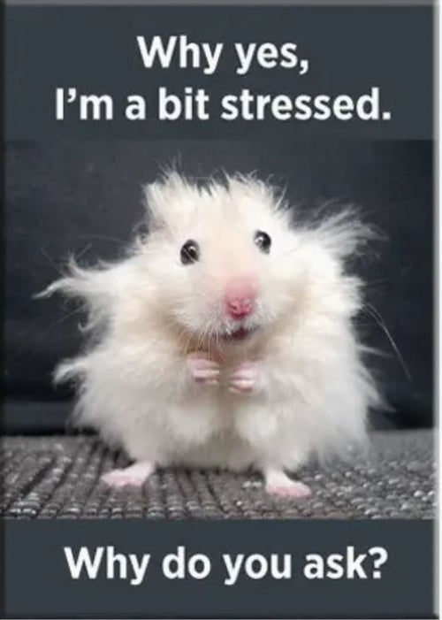 A fluffy white hamster with messy fur stands on its hind legs, wide-eyed. The Stressed Hamster Magnet by Blue Dog Posters features the text: “Why yes, I’m a bit stressed. Why do you ask?”.
