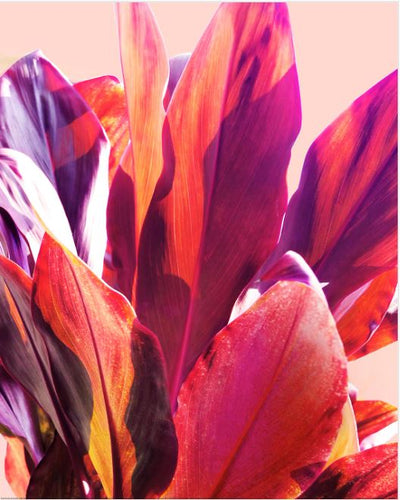 Close-up of vibrant red, pink, and orange leaves against a light background creates a striking display reminiscent of the Gemma Bardot (Tropical Leaves 1) from GAL226's Small Decor Series Art Prints collection.