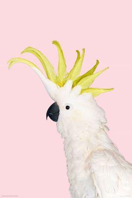 White Cockatoo On Pink Large - Regular Posters