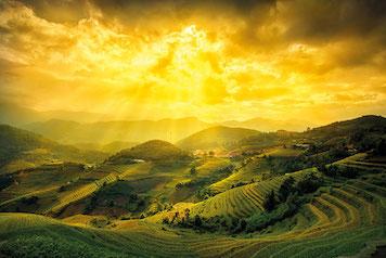 Rice Fields Of Yen Bai Large - Regular Posters