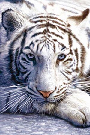 White Tiger White Tiger Large - Regular Posters