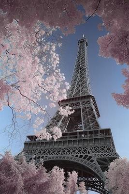 Eiffel Tower - David Clapp Large - Regular Posters