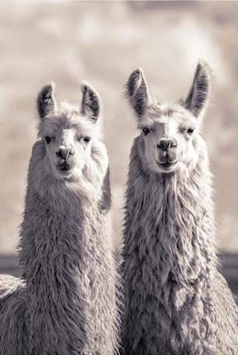 Llamas Large - Regular Posters