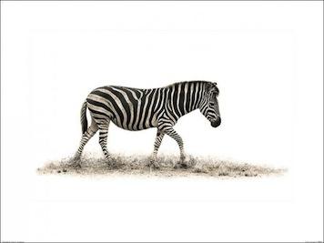 The Zebra - Mario Moreno Large - Decor Series