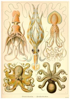 Fish - Gamochonia (Octopus) Small - A3 Posters
