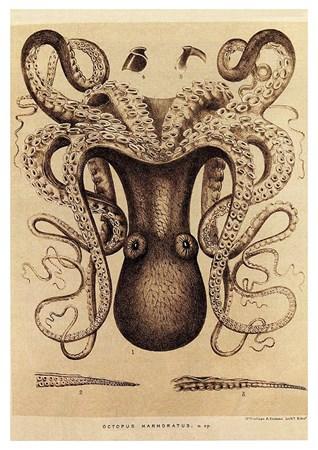 Fish - Octopus Small - A3 Posters