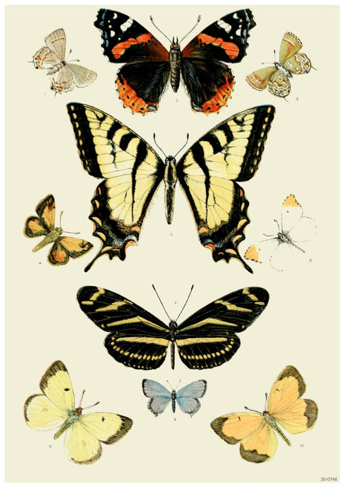 Illustration of various butterfly species arranged in three rows. The top row features a large red and black butterfly with smaller ones on either side. The middle row has a prominent yellow and black butterfly, while the bottom row showcases different butterflies, including yellow and blue ones, on high quality 250gsm satin paper from the 1905 Butterflies and Moths collection by Blue Dog Posters.